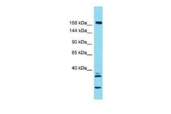 KIF27 Rabbit anti-Human, Polyclonal, Novus Biologicals 100 &mu;g | Buy Online | Novus Biologicals | Fisher Scientific